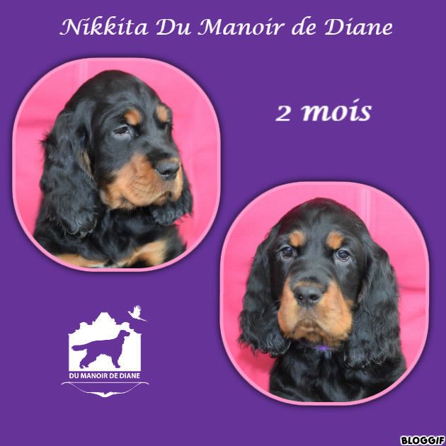 Du Manoir De Diane - Nikkita née le 15 décembre 2017 