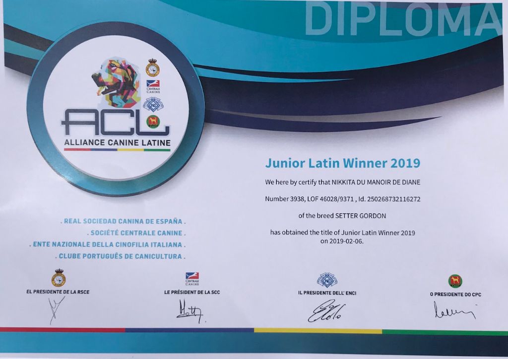 Du Manoir De Diane - Diplôme Junior Latin Winner 2019 pour Nikkita