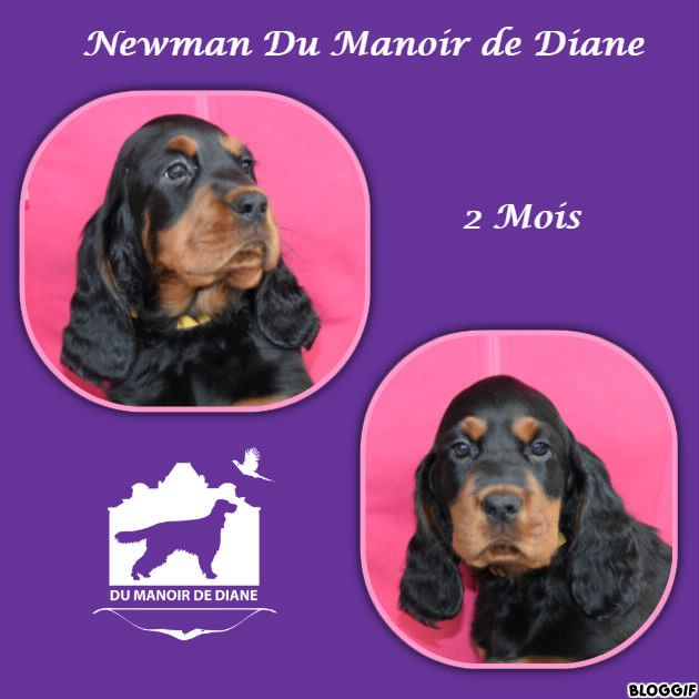Newman Du Manoir De Diane