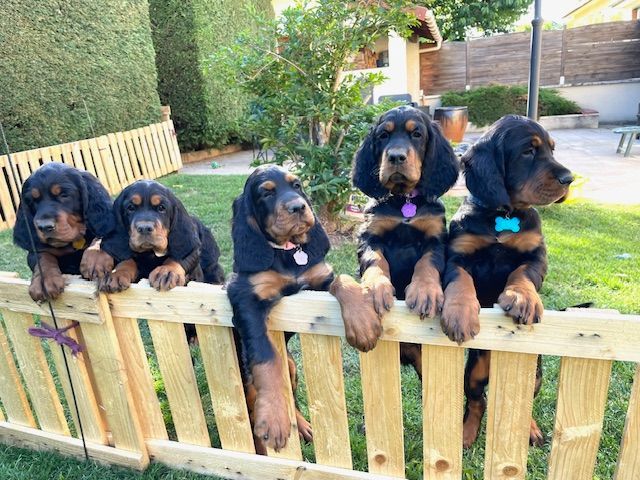 chiot Setter Gordon Du Manoir De Diane